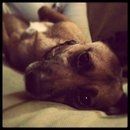 *NWR* Show me your pets/animals! *PICS*
