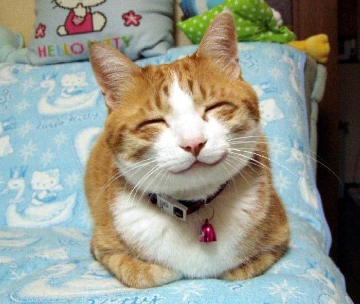 YAY!!!! It's hump day!!! Cats are dancing =) ***PIC***