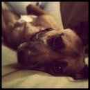 *NWR* Show me your pets/animals! *PICS*