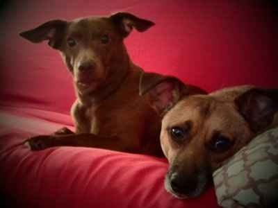 NWR: Show off your fur baby!