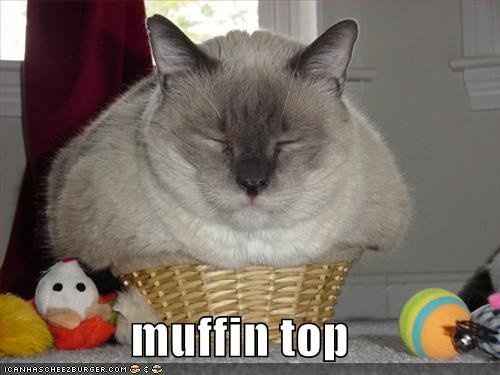 Workout Kitty Says If You See Me