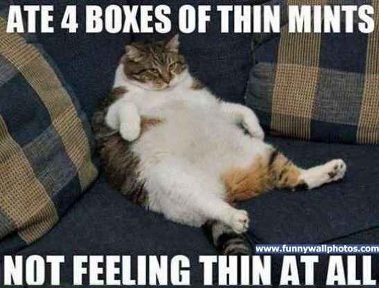 Workout Kitty Says If You See Me