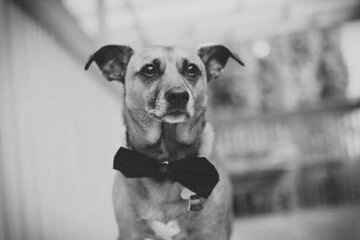 Keeping my mind of my wedding...Show me your dog:)!!**Pics