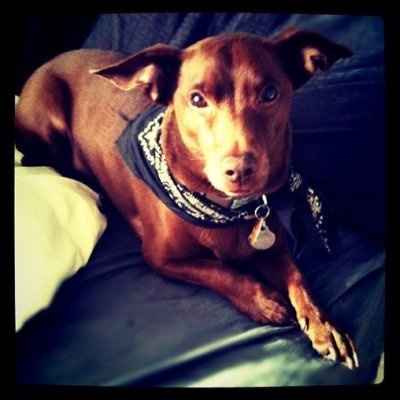 Keeping my mind of my wedding...Show me your dog:)!!**Pics