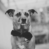 Keeping my mind of my wedding...Show me your dog:)!!**Pics