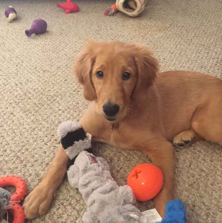 Show me those puppies!