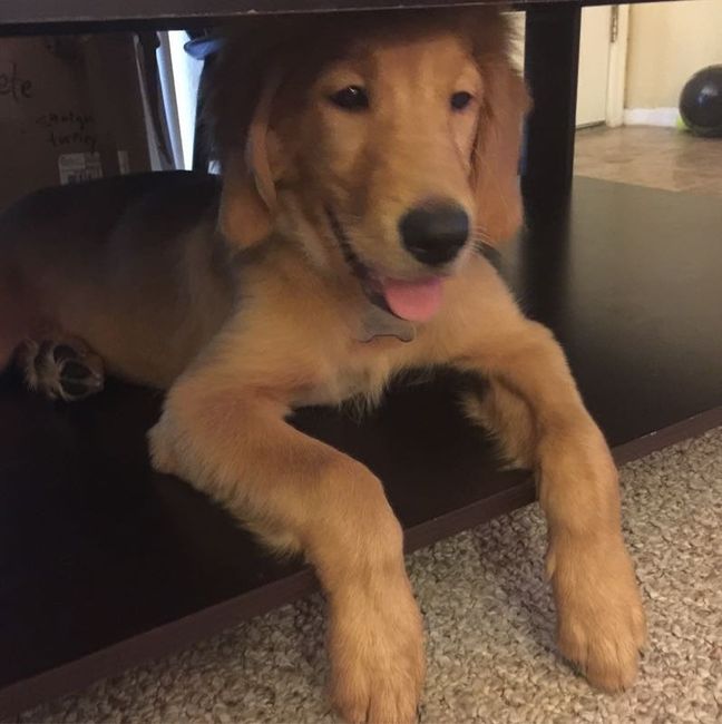 NWR: National Dog Day!