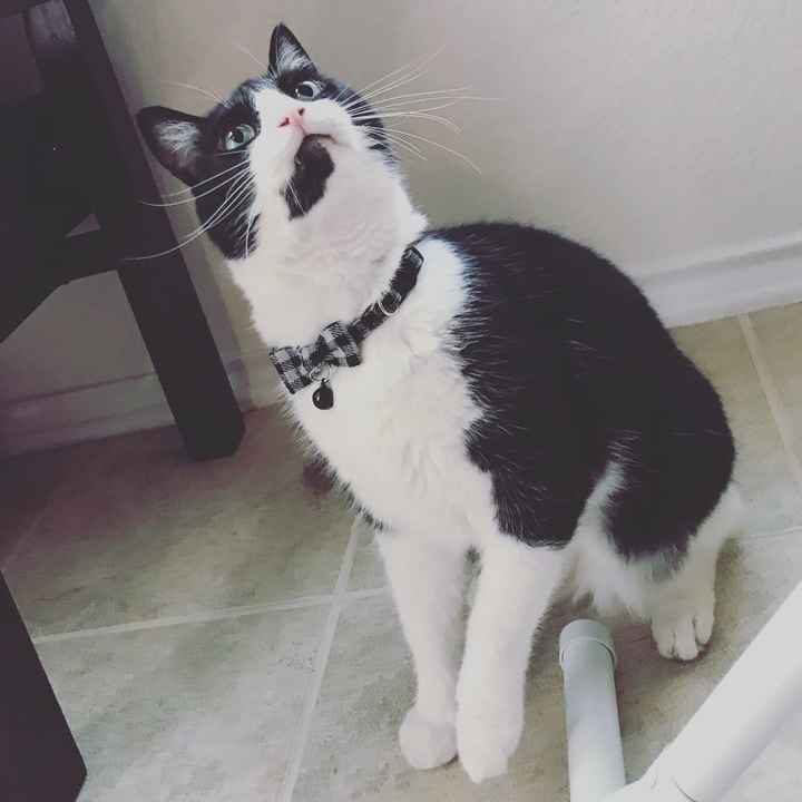 New to the site! -- Updated with kitten picture!