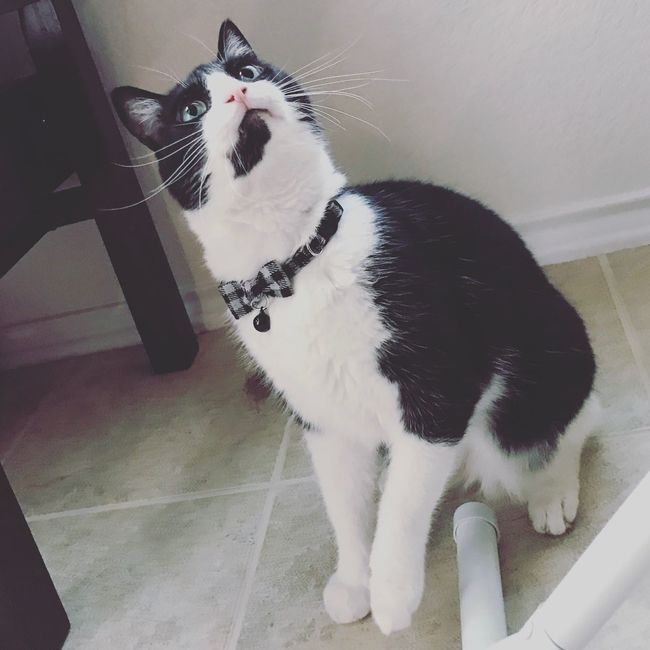 New to the site! -- Updated with kitten picture!