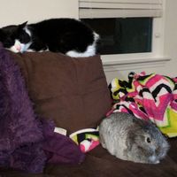 Today is National Pet Day! Let's see those fur babies :)