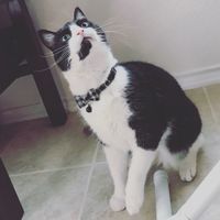 New to the site! -- Updated with kitten picture!