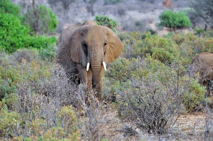 BAH!! Kenya Safari Honeymoon -- lots of pics & advice