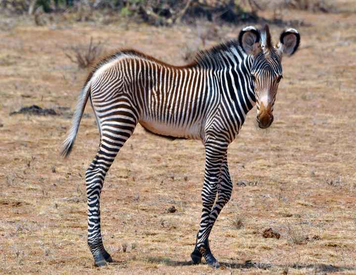 BAH!! Kenya Safari Honeymoon -- lots of pics & advice