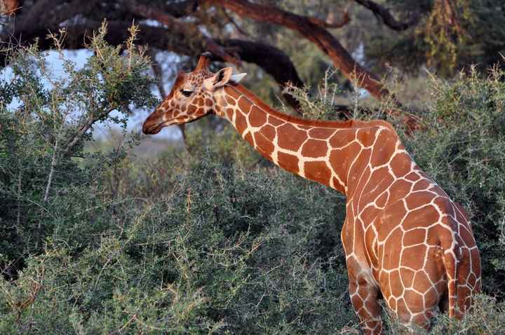 BAH!! Kenya Safari Honeymoon -- lots of pics & advice