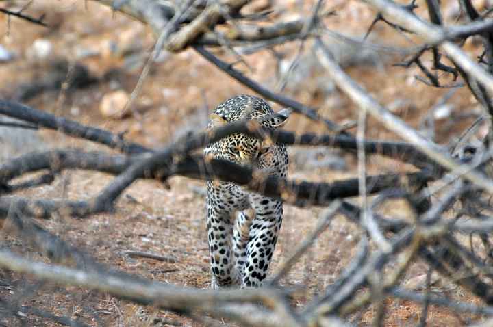 BAH!! Kenya Safari Honeymoon -- lots of pics & advice