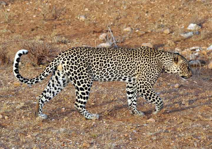 BAH!! Kenya Safari Honeymoon -- lots of pics & advice