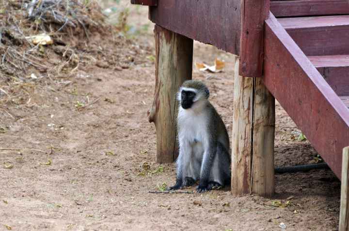BAH!! Kenya Safari Honeymoon -- lots of pics & advice