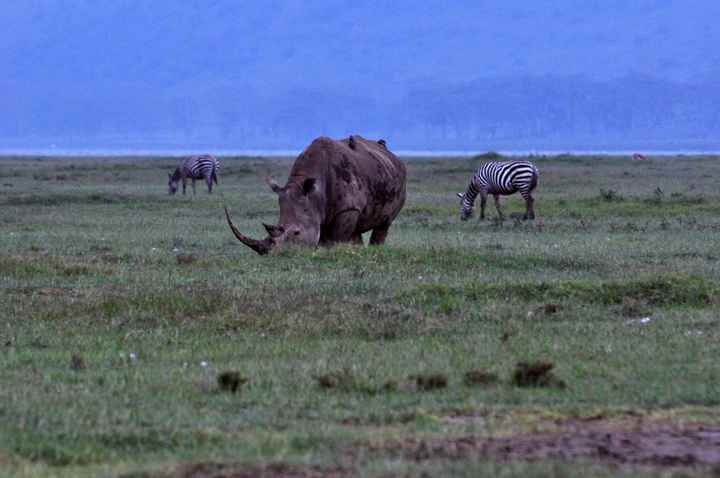 BAH!! Kenya Safari Honeymoon -- lots of pics & advice