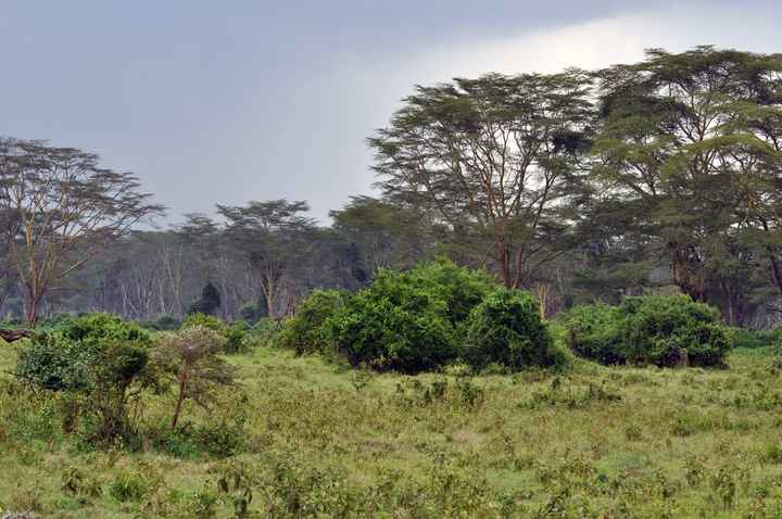 BAH!! Kenya Safari Honeymoon -- lots of pics & advice