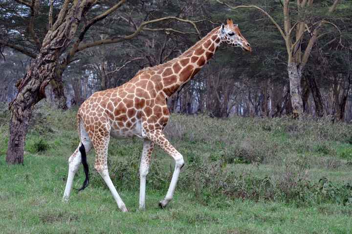 BAH!! Kenya Safari Honeymoon -- lots of pics & advice