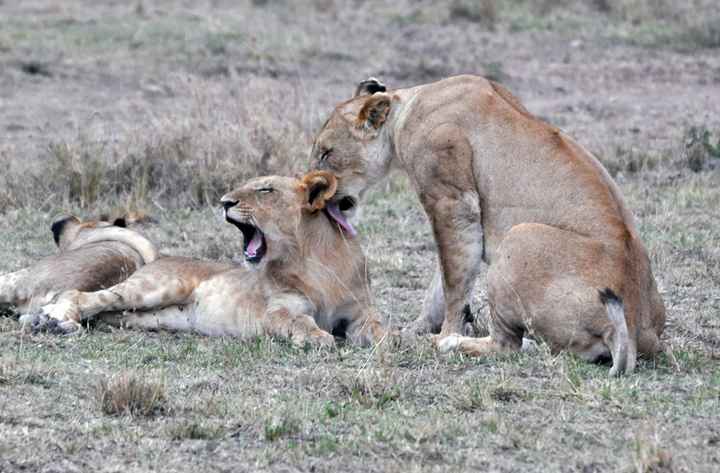 BAH!! Kenya Safari Honeymoon -- lots of pics & advice