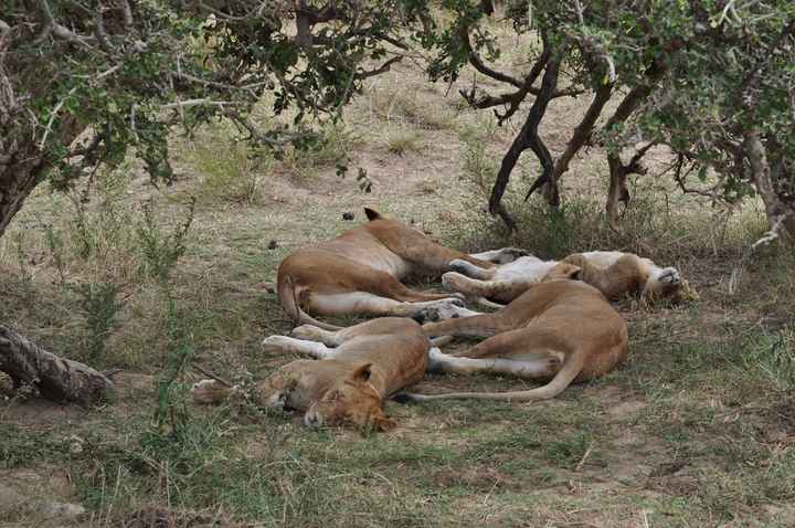 BAH!! Kenya Safari Honeymoon -- lots of pics & advice