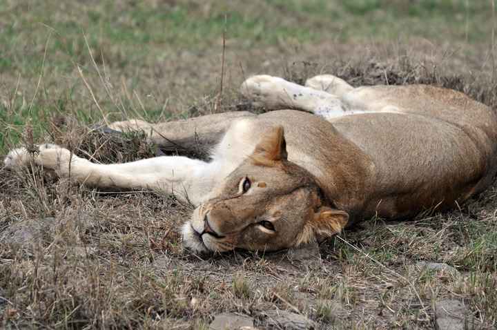 BAH!! Kenya Safari Honeymoon -- lots of pics & advice