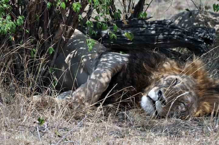 BAH!! Kenya Safari Honeymoon -- lots of pics & advice