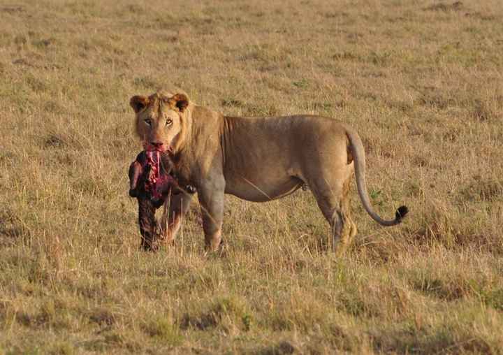 BAH!! Kenya Safari Honeymoon -- lots of pics & advice