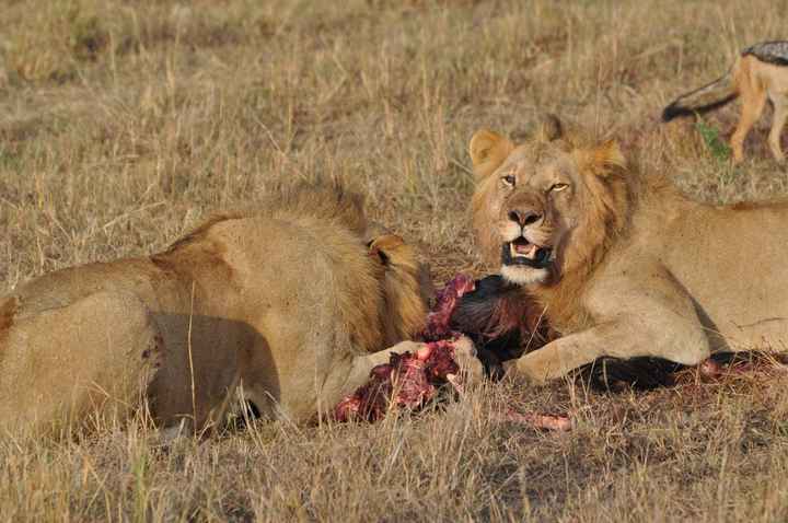 BAH!! Kenya Safari Honeymoon -- lots of pics & advice