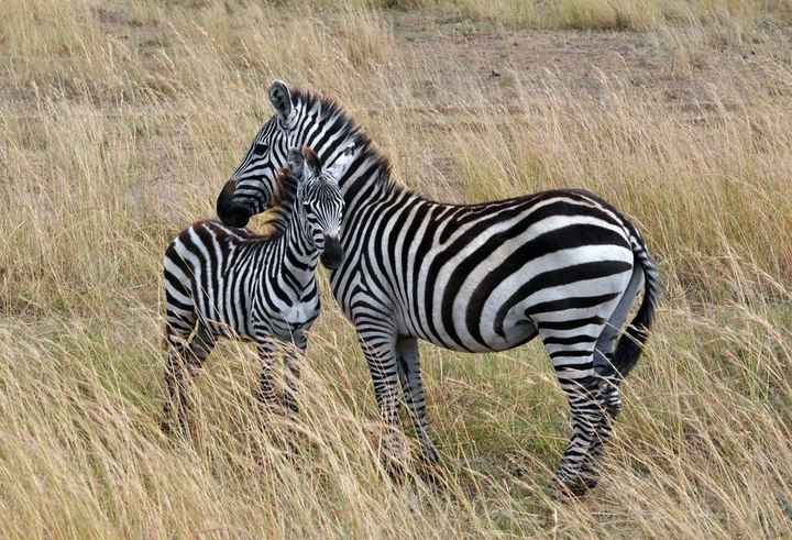 BAH!! Kenya Safari Honeymoon -- lots of pics & advice
