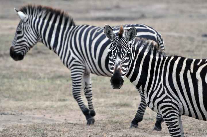 BAH!! Kenya Safari Honeymoon -- lots of pics & advice