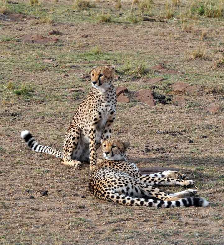 BAH!! Kenya Safari Honeymoon -- lots of pics & advice