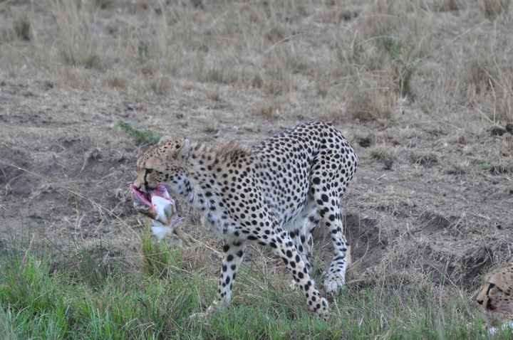 BAH!! Kenya Safari Honeymoon -- lots of pics & advice