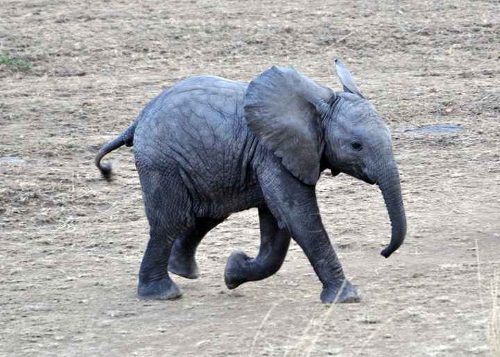 BAH!! Kenya Safari Honeymoon -- lots of pics & advice