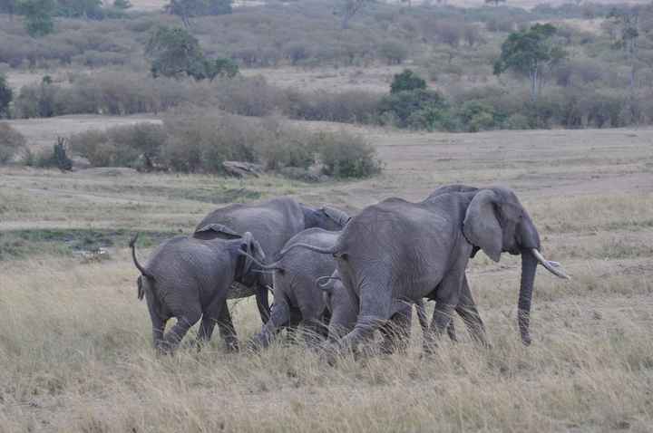 BAH!! Kenya Safari Honeymoon -- lots of pics & advice