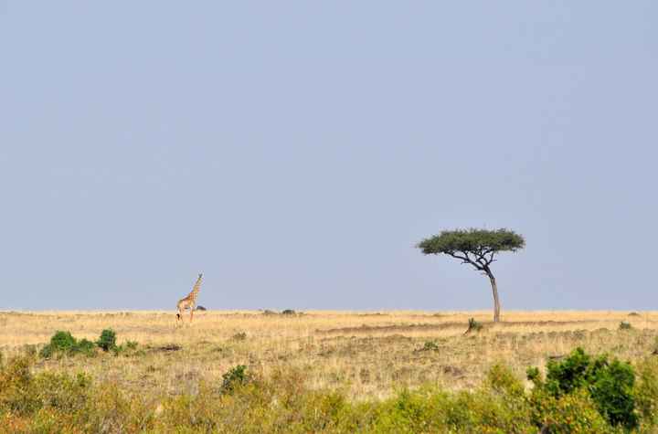 BAH!! Kenya Safari Honeymoon -- lots of pics & advice