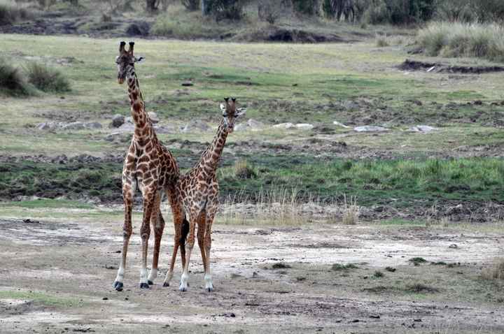 BAH!! Kenya Safari Honeymoon -- lots of pics & advice