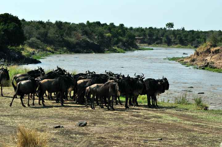 BAH!! Kenya Safari Honeymoon -- lots of pics & advice
