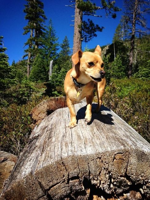 NWR: Lets See Your Fur Babies!