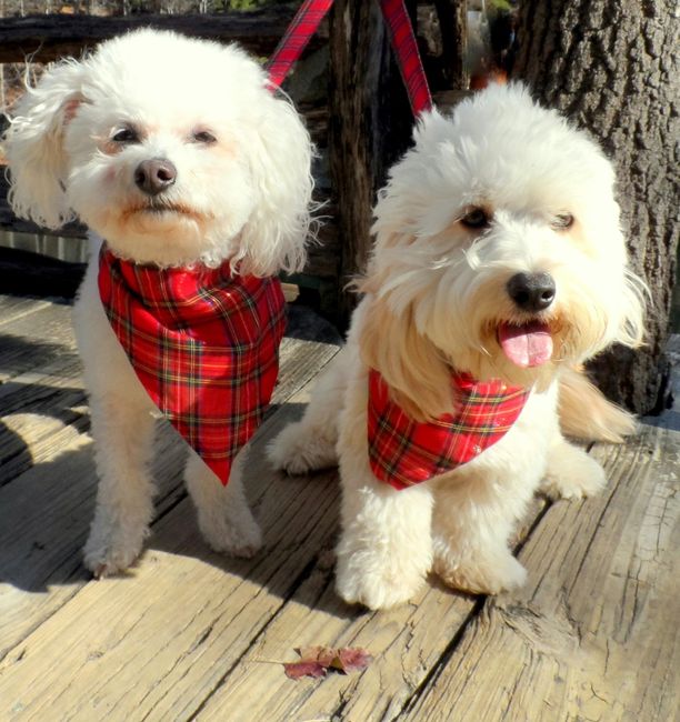 NWR:  Fur Babies