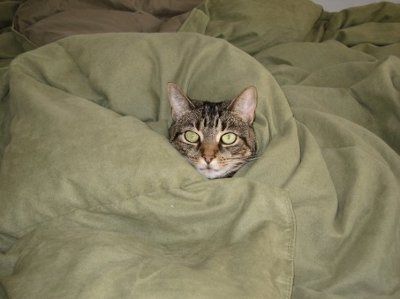 Show off your furbabies!