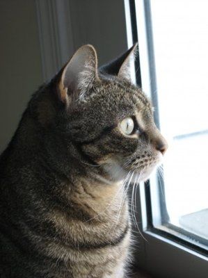 Show off your furbabies!