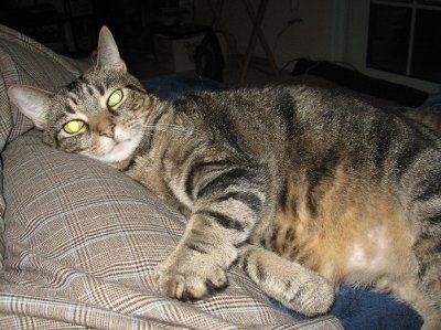 NWR My cat is not feeling well