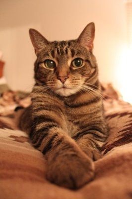 My furbaby: pics of the evil thing included