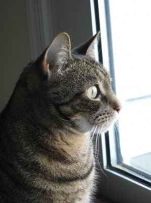 Show off your furbabies!