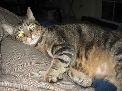 NWR My cat is not feeling well