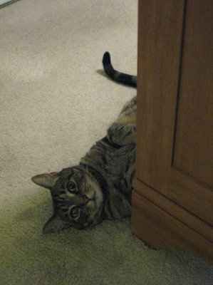 NWR: Why do cats do this?