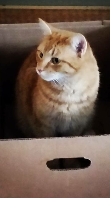 Show my your kitties!