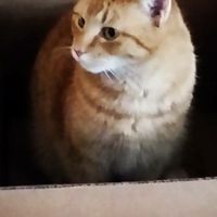 Show my your kitties!